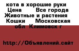 кота в хорошие руки › Цена ­ 0 - Все города Животные и растения » Кошки   . Московская обл.,Климовск г.